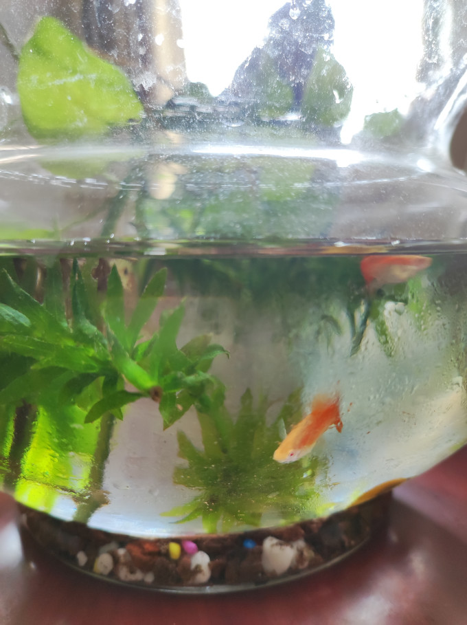 意牌鱼粮
