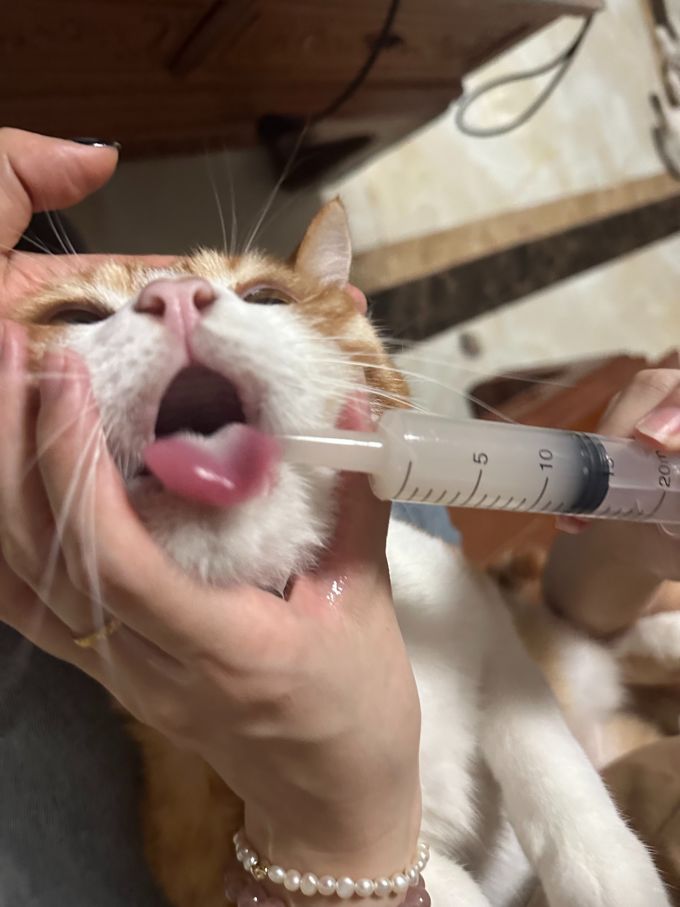 东方澳龙猫咪干粮