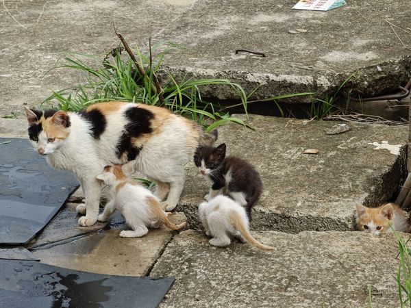 小流浪猫无忧无虑，可我却很忧虑，怎么办？