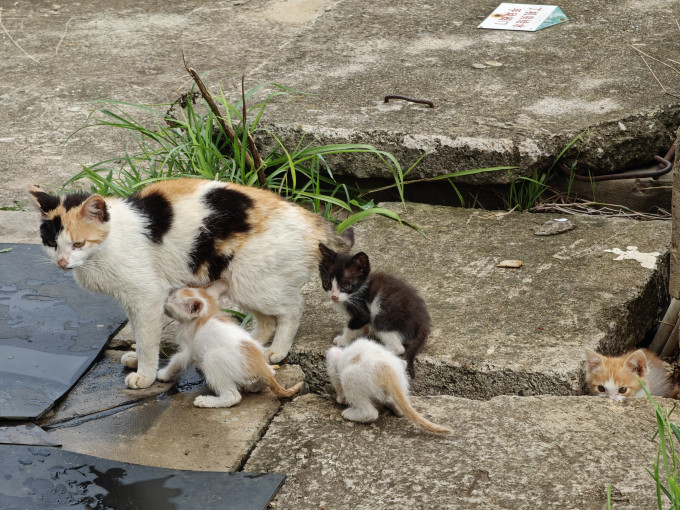 猫咪干粮