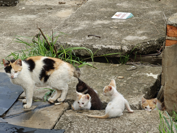 猫咪干粮