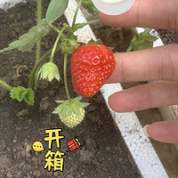 小小草莓🍓小小草莓真的好可爱