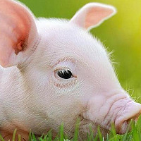 风物中国 篇三十三：中国十大“名猪”是哪些？经过评选，这10个地方上榜，有你家乡吗