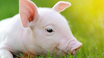 中国十大“名猪”是哪些？经过评选，这10个地方上榜，有你家乡吗