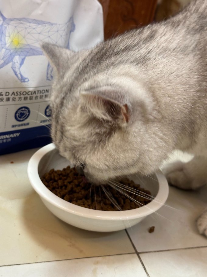 东方澳龙猫咪干粮