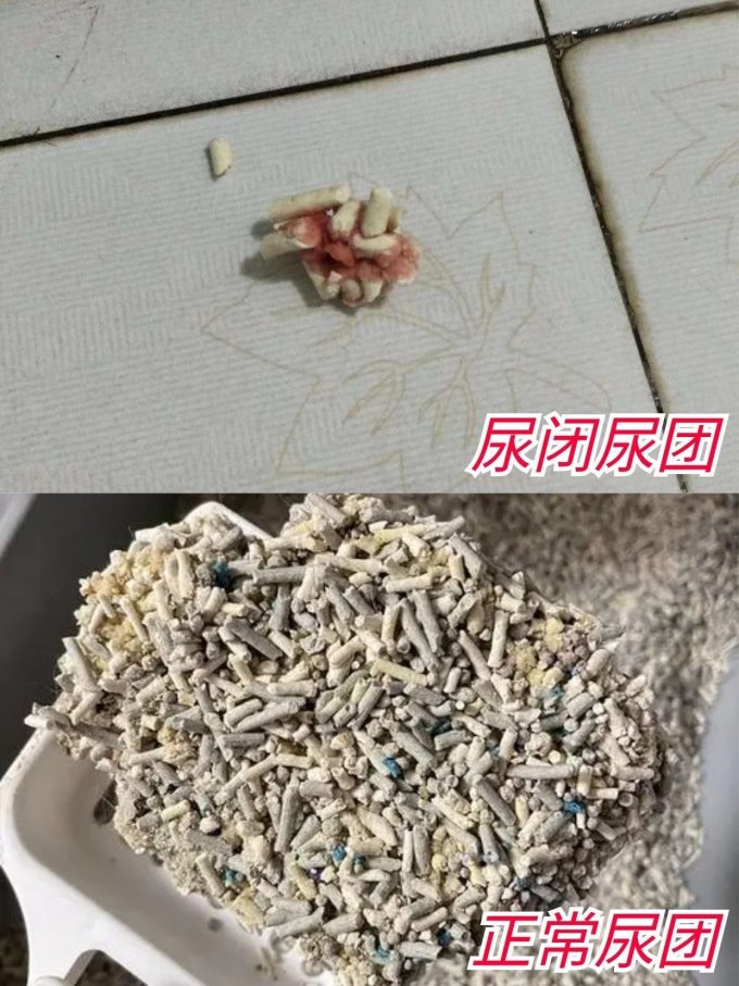 东方澳龙猫咪干粮