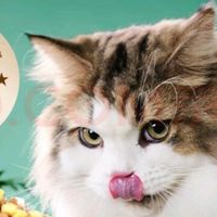 爱吃的猫粮