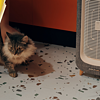 宠物家庭的福音：舒乐氏宠物精灵空气净化器C01