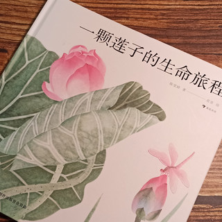 莲子之旅：生命之美，在于坚持与绽放