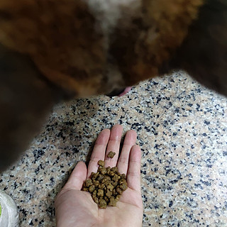 小型犬的幸运四叶草小颗粒