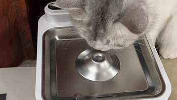 小甜橙猫咪饮水机流动水不插电宠物无线消毒杀菌恒温加热喝水器狗