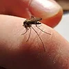 不想被“天敌”蚊子叮咬，牢记这三种灭蚊方法，都是生活经验！