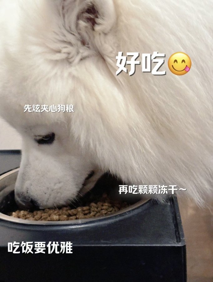 耐吉斯狗狗干粮
