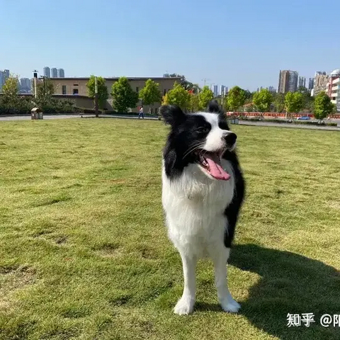 2024年靠谱的高性价比狗粮推荐（成年犬篇）