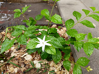 好一颗美丽的茉莉花