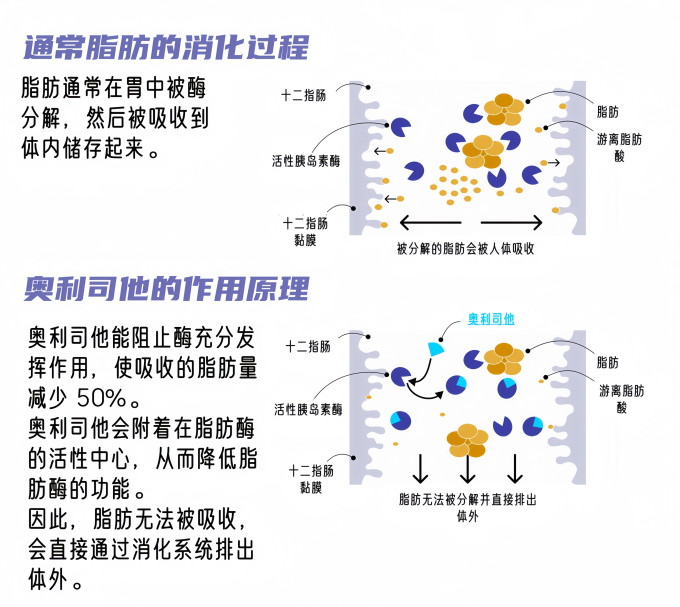 舒尔佳消化系统