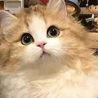 最好用的智能猫砂盆存在吗？自用分享智能猫砂盆测评！