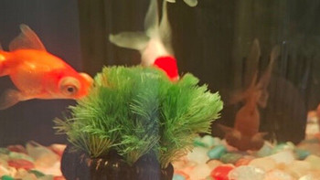 逸乐宠鱼缸水草植物大坨草：为淡水鱼缸注入新生与活力