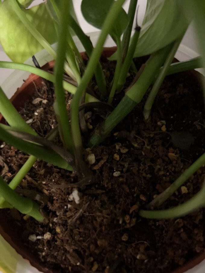 深邦盆栽