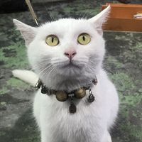 给家里的小猫猫买一个定位铃铛。和小绳子