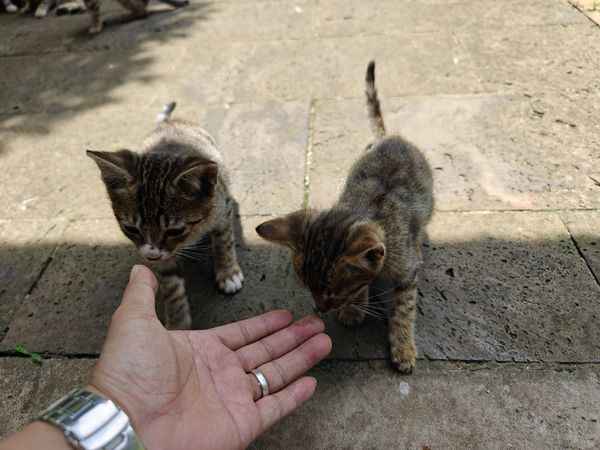 楼下可爱的小流浪猫，除了投喂，我还能怎么办？