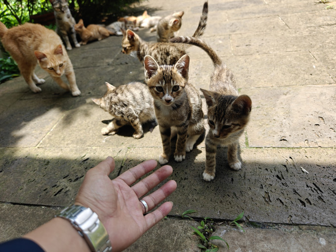 猫咪干粮