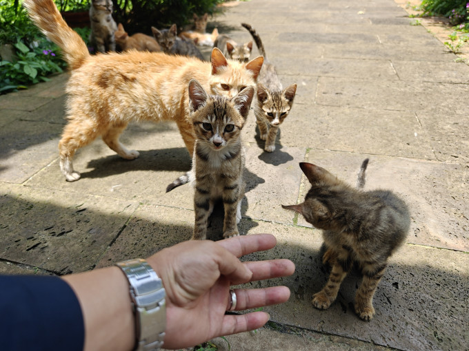 猫咪干粮