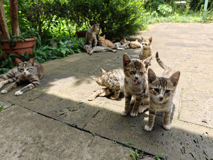 猫咪干粮