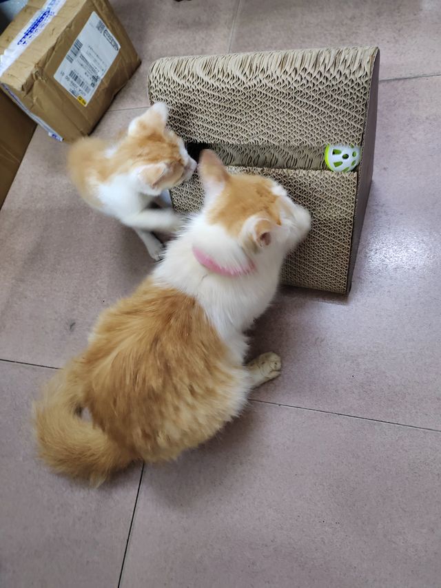猫猫的新玩具