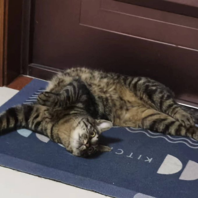 里兜猫砂