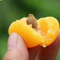 新疆特产小白杏 真的太甜了