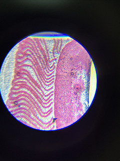 科学罐头立式高倍显微镜