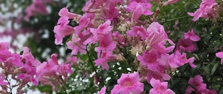 夏天9种花爱“爆花”，千万要“富养”，“吃饱喝足”嗖嗖冒花