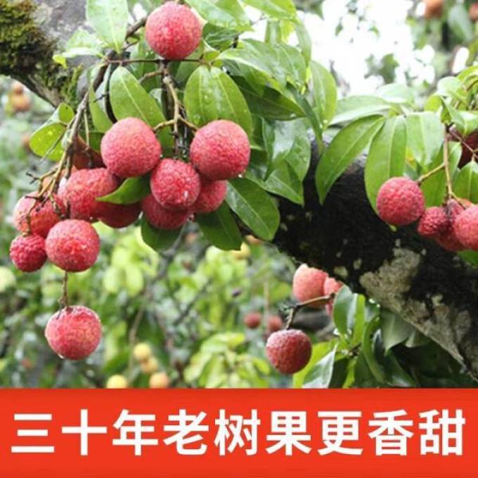 探味枝头新鲜水果