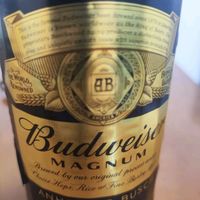 百威黑金拉格啤酒高浓度烈性600ml*12瓶啤酒整箱装