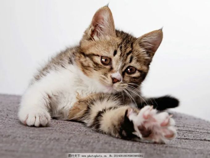 汤姆先生猫咪干粮