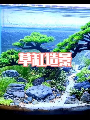 给鱼缸种了2棵树，水草造景过程讲解，养点热带鱼非常漂亮 #草缸  #水草造景  #鱼缸造景  #热带鱼  