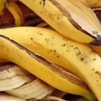 香蕉皮里加“2料”，秒变“无敌”花肥，植株疯长停不下来！