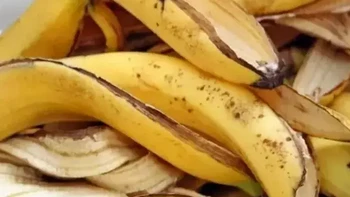 香蕉皮里加“2料”，秒变“无敌”花肥，植株疯长停不下来！