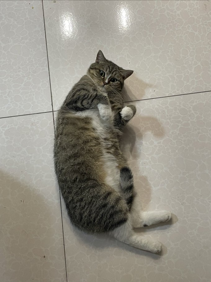 伟嘉猫咪干粮