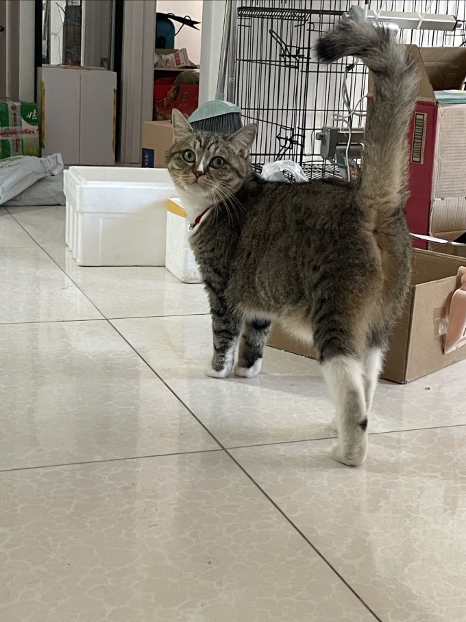 伟嘉猫咪干粮