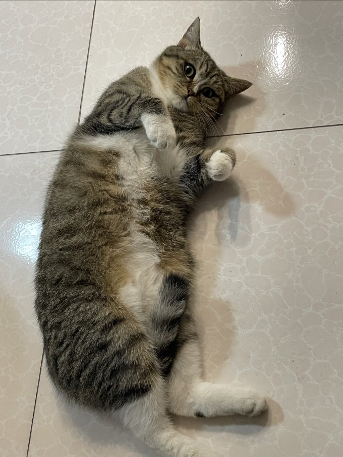 伟嘉猫咪干粮