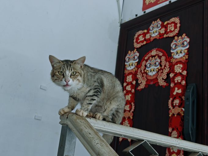 猫咪干粮