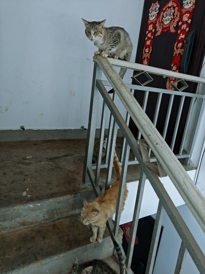 猫咪干粮