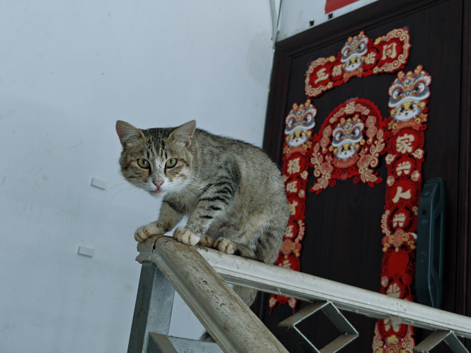 猫咪干粮