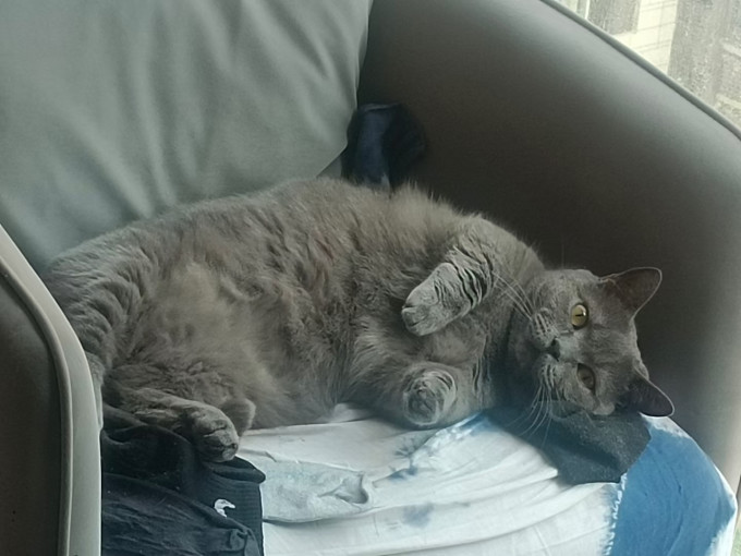 盒边猫咪干粮
