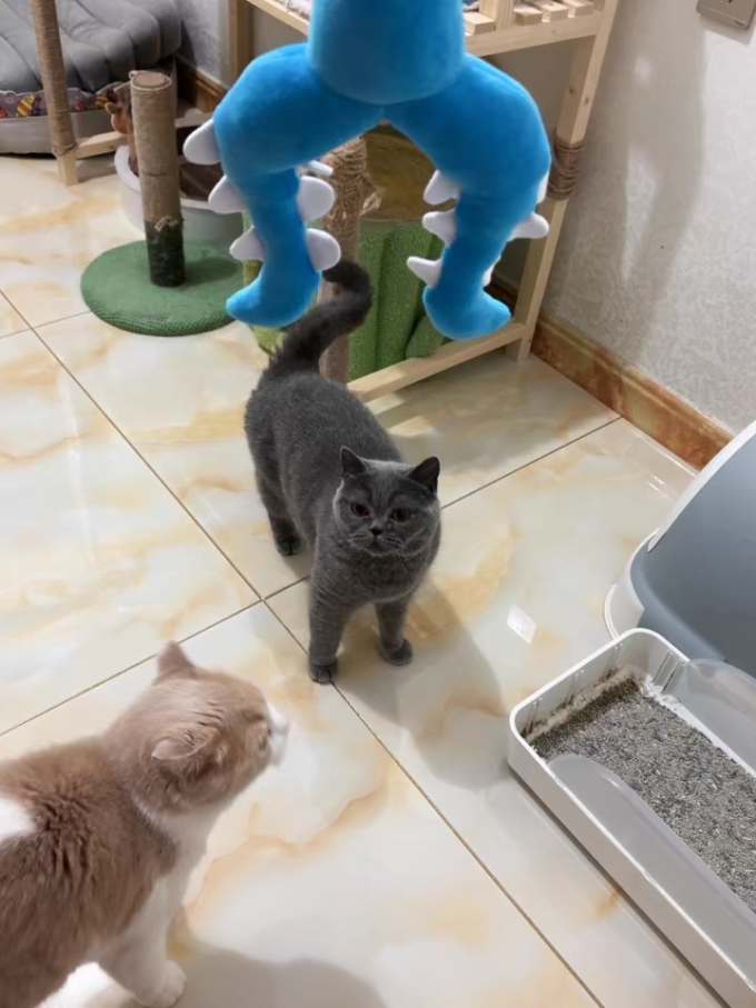 DZQ其他猫咪玩具