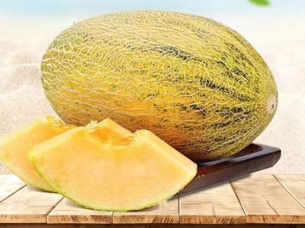 正宗伽师八六王哈密瓜，吃它正当时