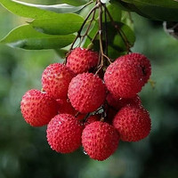 荔枝大评测：8种风味各异的夏日佳果