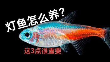 红绿灯鱼应该怎么养？关键是3个方面，有一点经常被我们忽视了